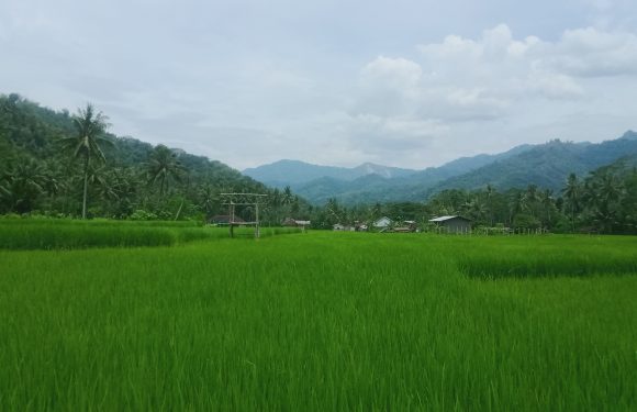 Pertanian Desa Kedungbendo
