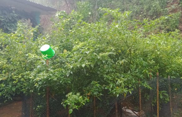 PEMANFAATAN PEKARANGAN UNTUK KETAHANAN PANGAN KELUARGA