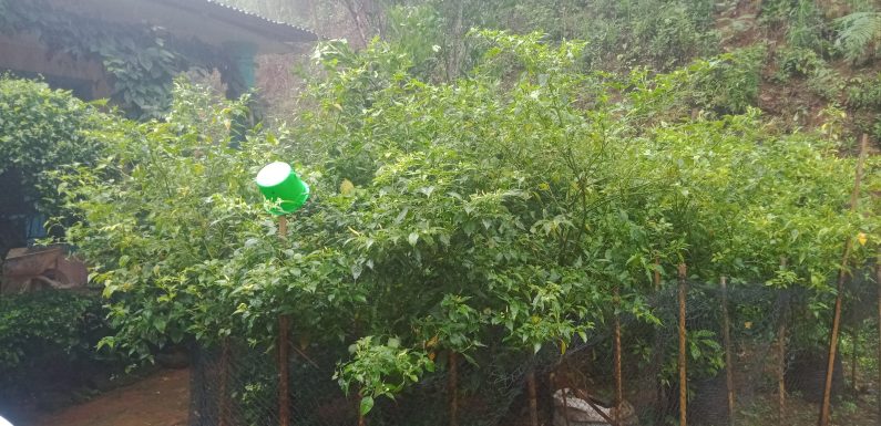 PEMANFAATAN PEKARANGAN UNTUK KETAHANAN PANGAN KELUARGA