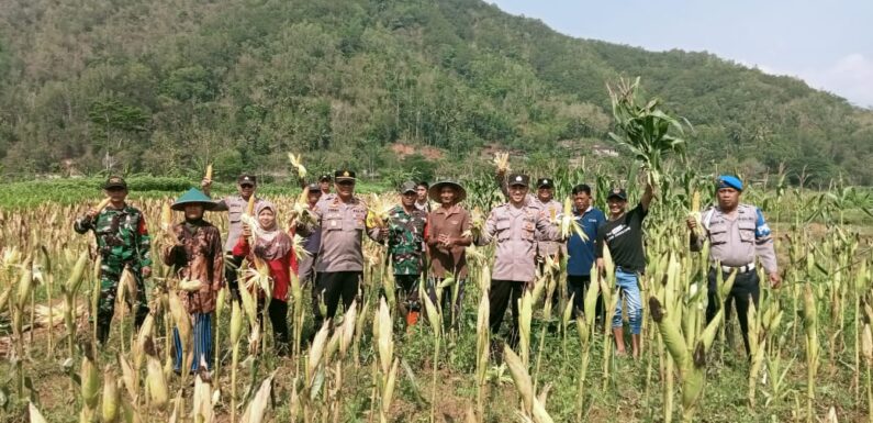 Kepala Desa dan Petani Kedungbendo Panen Jagung Bersama Polsek dan Koramil Arjosari