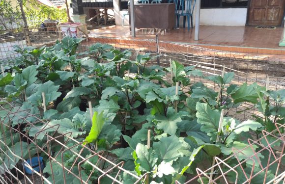 Kebun Sendiri, Tabungan Terisi: Mandiri Pangan dengan Cabai dan Terong di Pekarangan