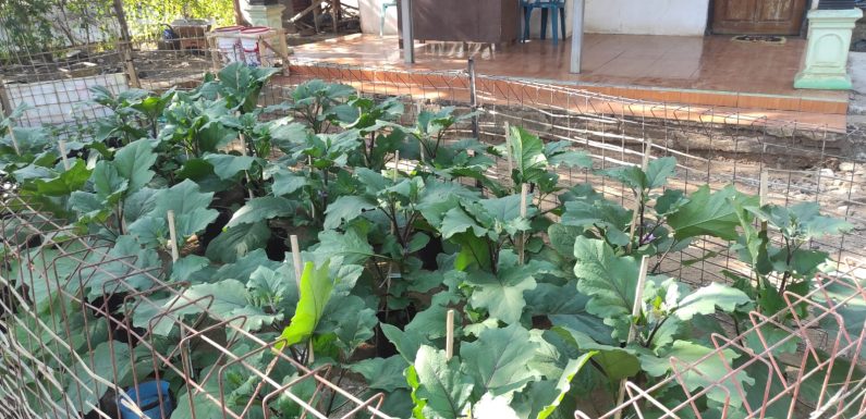 Kebun Sendiri, Tabungan Terisi: Mandiri Pangan dengan Cabai dan Terong di Pekarangan